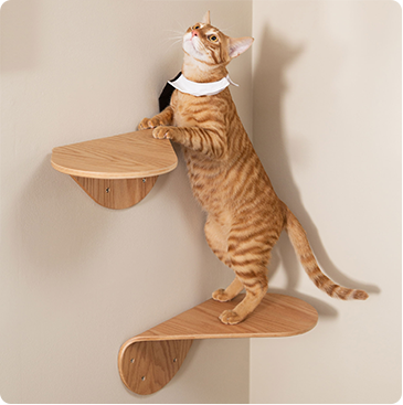 キャットステップ