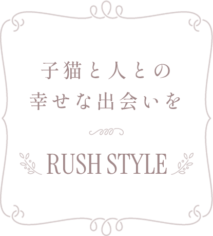 子猫と人との幸せな出会いを RUSH STYLE