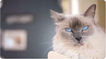 子猫の見学