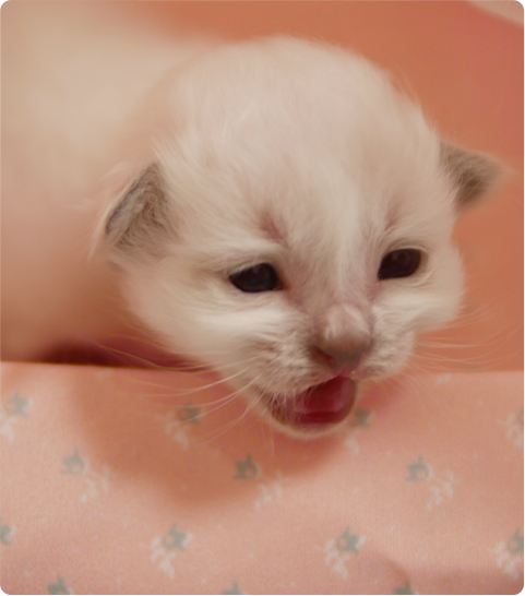 バーマンのためのストレスフリーな飼育環境