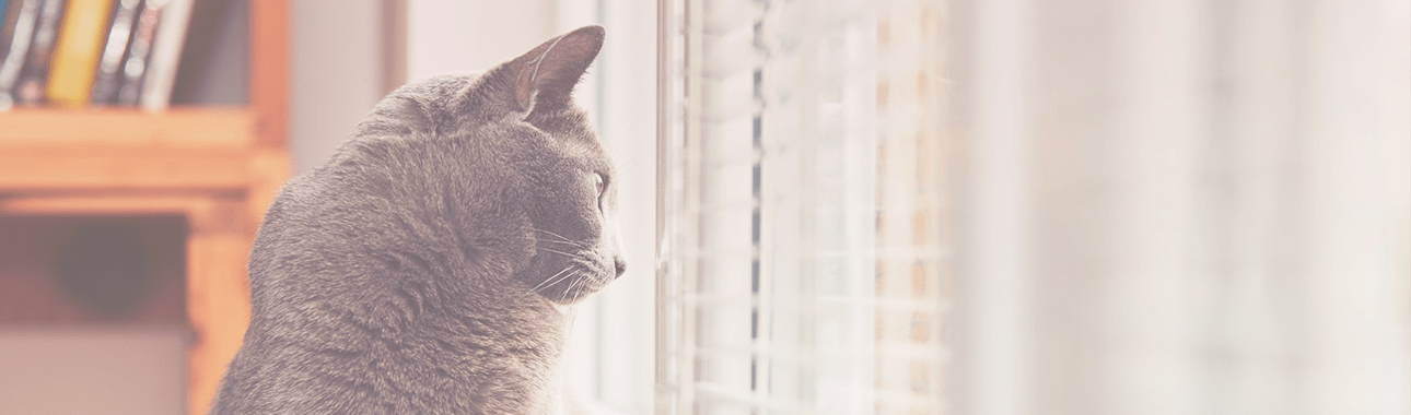 プライバシーポリシー